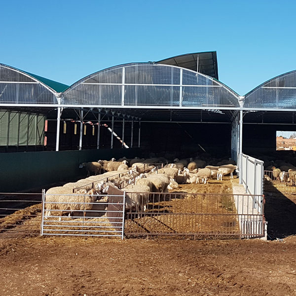 Máxima rentabilidad para instalación ovejas
